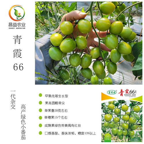 富菜园青霞66绿色樱桃番茄