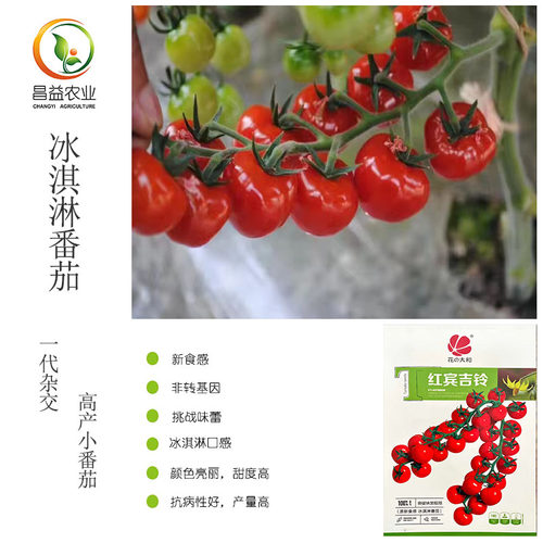 冰淇淋番茄红色花之大和