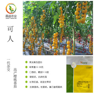 海泽拉可人黄色樱桃番茄种籽黄色串收圆形小番茄种子