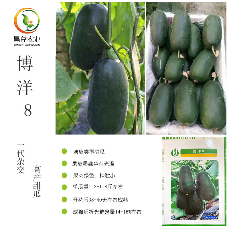 博洋8甜瓜种子 天津德瑞特口感酥脆超甜墨绿皮青肉香瓜蜜瓜种子