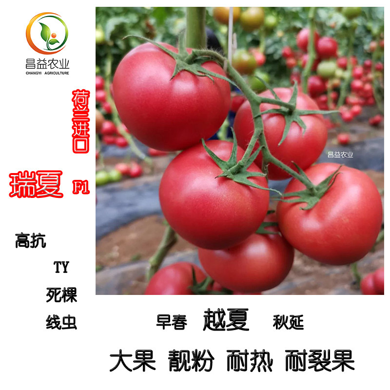 荷兰瑞夏f1越夏耐热西红柿种子 耐高温粉果番茄种苗夏季蔬菜种籽
