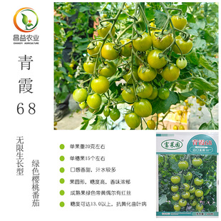 青霞68绿色樱桃番茄种子上海富农圆形高糖青色绿色水果小番茄种子