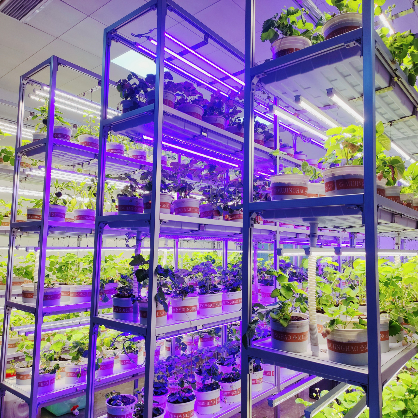 植物工厂高层种植 多层水培设备商用植物工厂设备立体栽培架室内