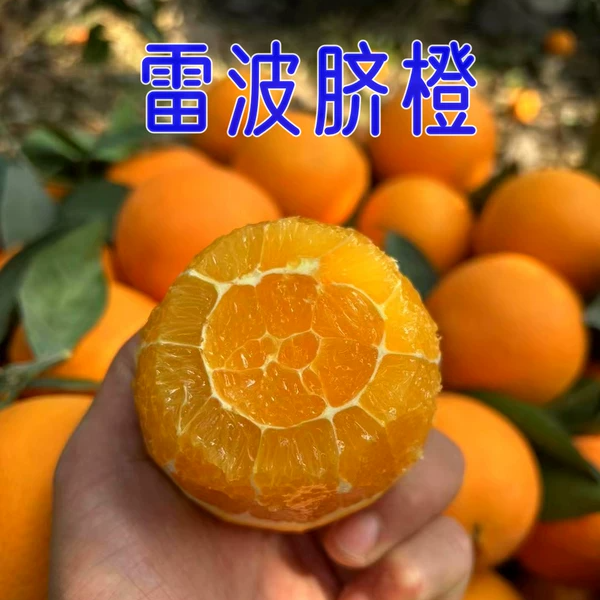 四川凉山雷波脐橙纽荷尔新鲜现摘皮薄多汁9斤包邮孕妇水果甜