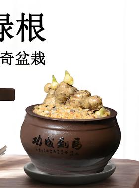 禄根盆栽带芽灵草好养不当生姜苗种植植物办公室内桌面小绿植盆景