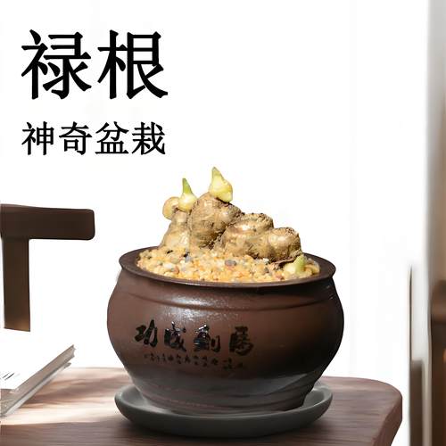 禄根盆栽灵草好养不当生姜室内