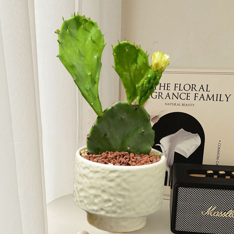 耐热仙人掌盆栽夏季好养防辐射