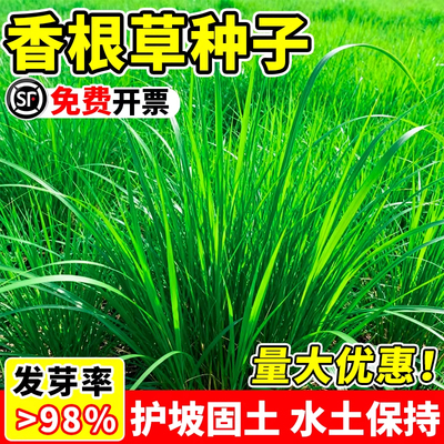 香根草草籽护坡固土牧草种籽四季常青耐寒高产糖蜜草种子孑野芒草