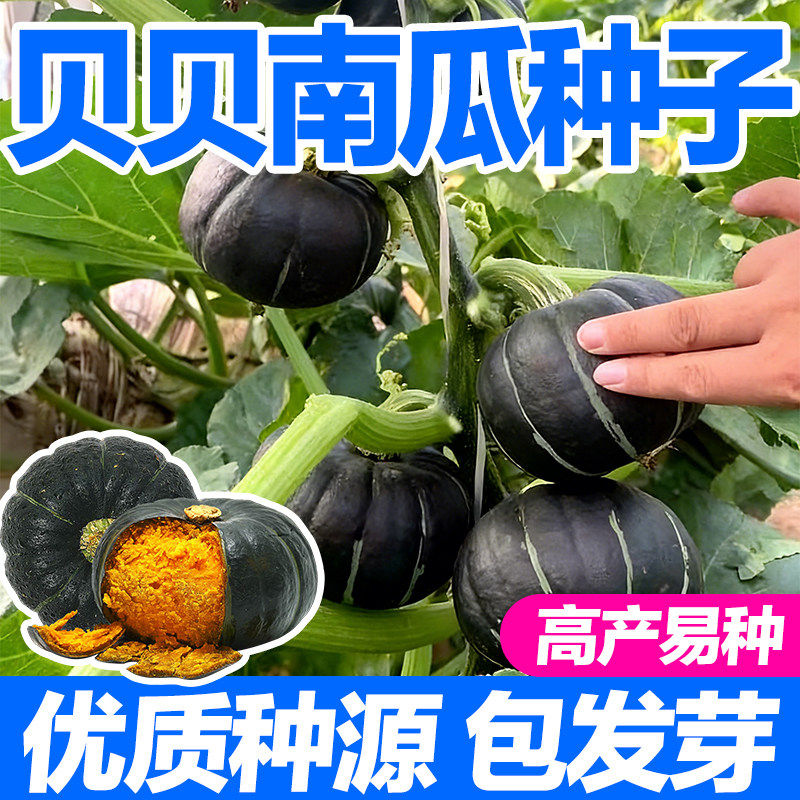 贝贝南瓜种子高产甜糯板栗绿贝贝四季庭院蔬菜小南瓜籽种子种籽子