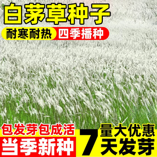 白茅草种子坟头山坡绿化针茅白毛草长镰草响铃草根易活种籽四季播