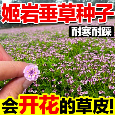 姬岩垂草种子庭院花境低维护好养植别墅花园匍匐耐寒旱耐踩踏草坪