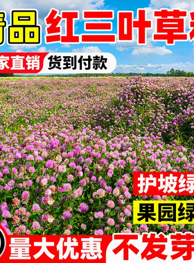 红三叶种籽果园绿肥白三叶草种子四季常青绿化草种籽护坡固土边坡