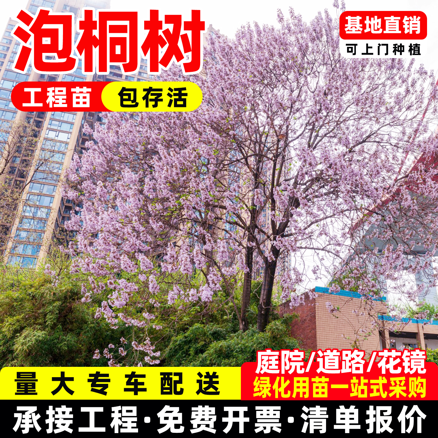 紫花泡桐苗大果泡桐树中国梧桐树苗速生泡桐庭院道路绿化风景树