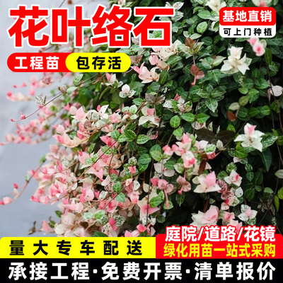 花叶络石盆栽苗绿植四季常青好养观叶垂吊室内室外庭院绿化工程