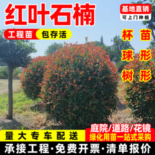 红叶石楠苗石楠球红叶石楠树苗庭院花坛工程绿化石楠篱笆苗花灌木
