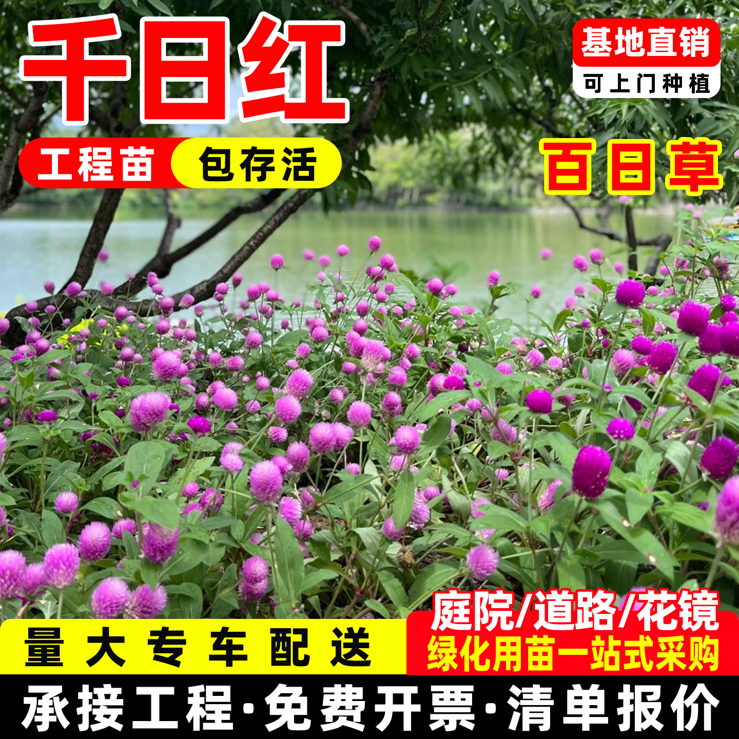 千日红盆栽矮生矮杆百日草花苗重瓣带花苞庭院花卉耐热室外花园