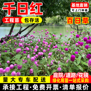 千日红盆栽矮生矮杆百日草花苗重瓣带花苞庭院花卉耐热室外花园