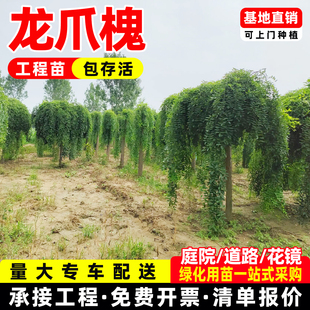 龙爪槐垂槐垂枝槐黄花槐树苗国槐造型树庭院绿化耐寒耐旱四季种植