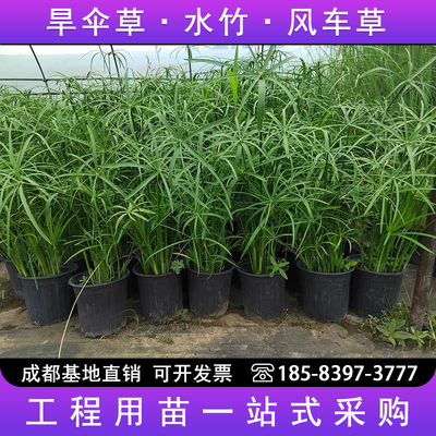 水竹水培植物旱伞草鱼缸造景净化水质水草水生植物鱼池塘龟缸绿植