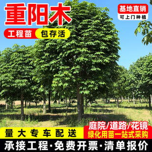 出售工程绿化苗木重阳木树苗秋枫苗庭院小区别墅公园行道树观赏树