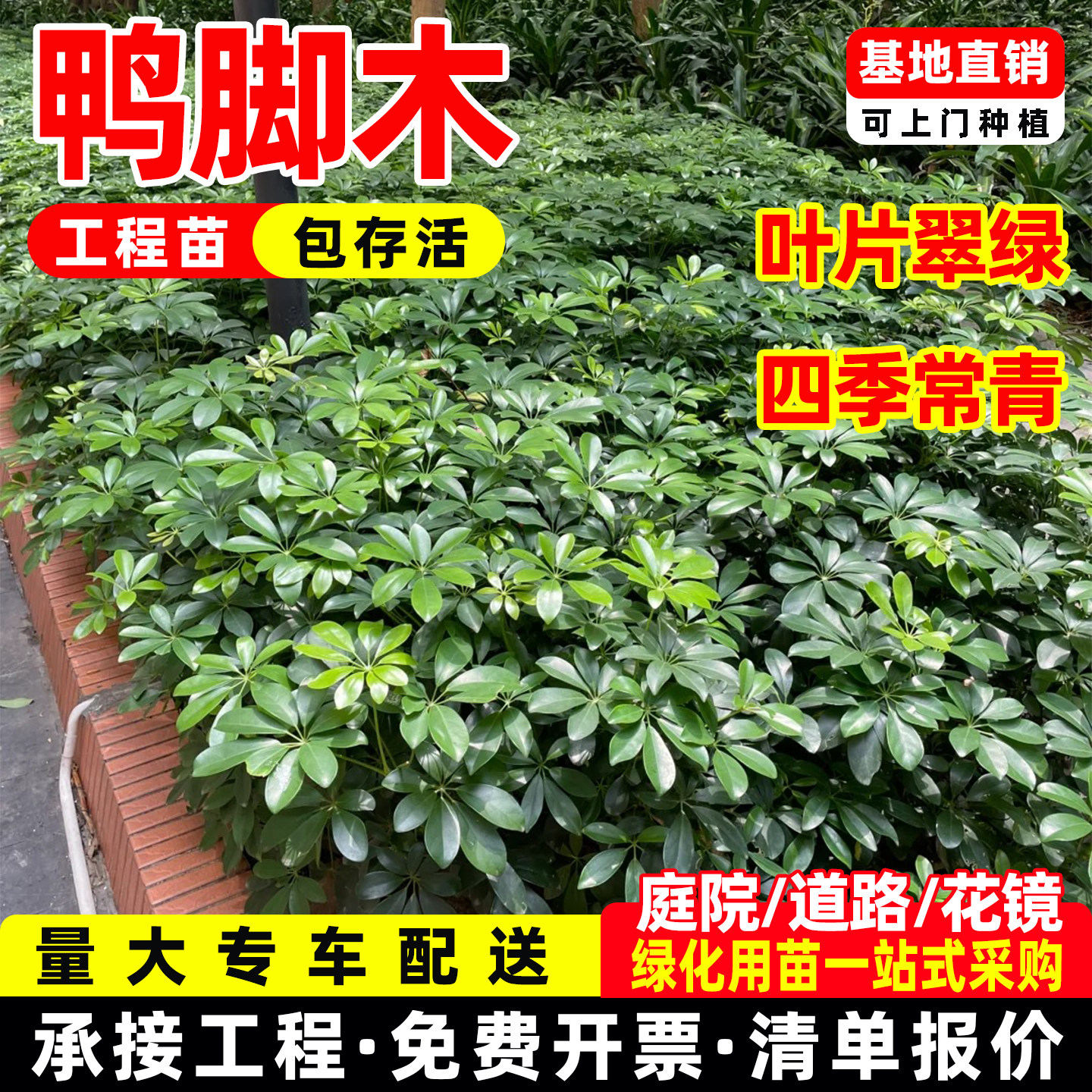 成都苗圃直供鸭脚木鸭掌木盆栽观赏庭院清新盆栽绿植工程绿化苗木 - 实物图