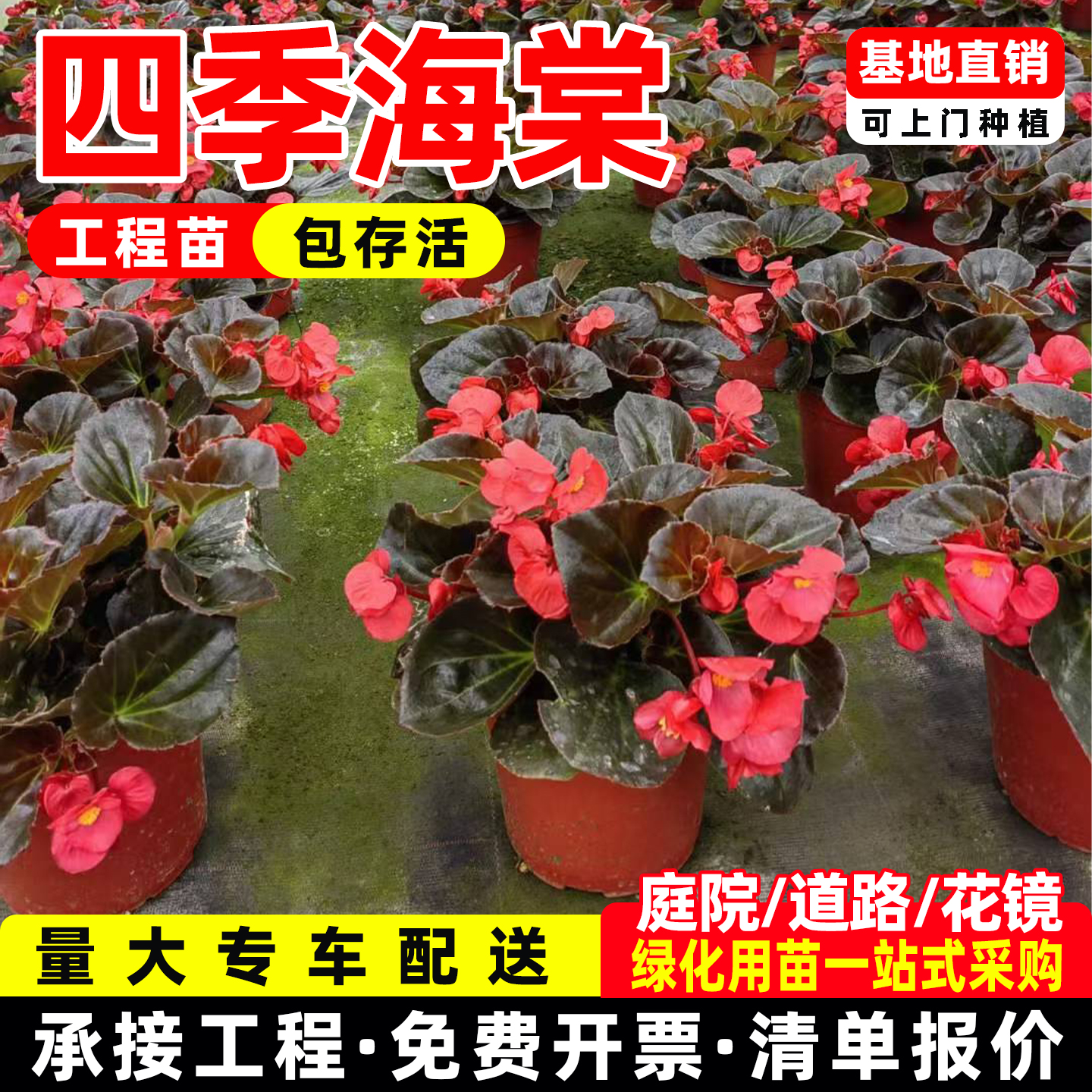 多季开花海棠玻璃翠丽格海棠带花苞发货庭院阳台室内盆栽净化空气