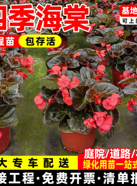秋海棠花境植物四季好养