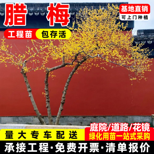 腊梅花树苗地载盆栽丛生庭院风景树梅矮化老桩耐寒红原生素心蜡梅