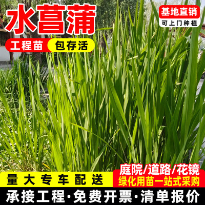 水竹旱伞草金蓝羊糖蜜