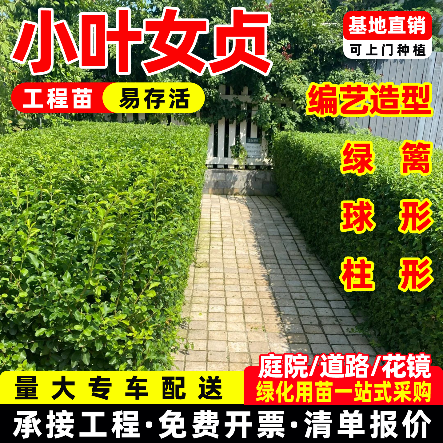 小叶女贞树苗球形庭院别墅篱笆围墙植物四季常青工程苗木造型树苗