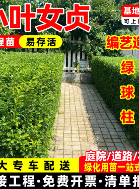 小叶女贞树苗球形庭院别墅篱笆围墙植物四季常青工程苗木造型树苗