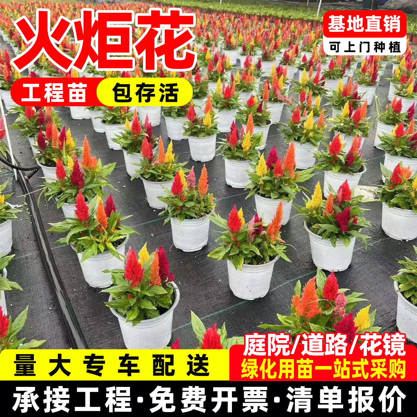 火炬鸡冠花花卉夏季开花