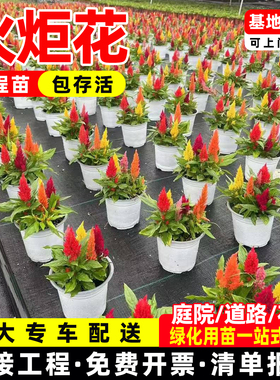 火炬鸡冠花红色鸡髻花老来红芦花笔小头凤尾易活耐寒多年生花卉