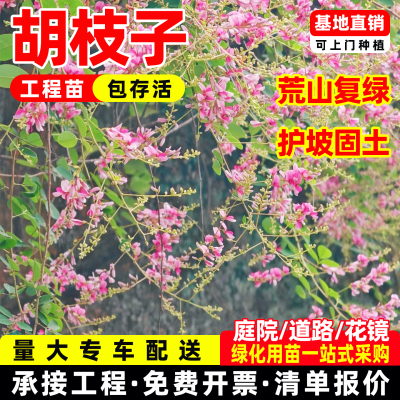 胡枝子树苗扫皮随军茶护坡固土耐贫瘠边坡复绿工程苗绿化生态修复