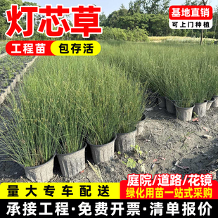 成都灯芯草灯心草苗龙须草苗盆栽龙须草植物水生植物庭院花园绿植