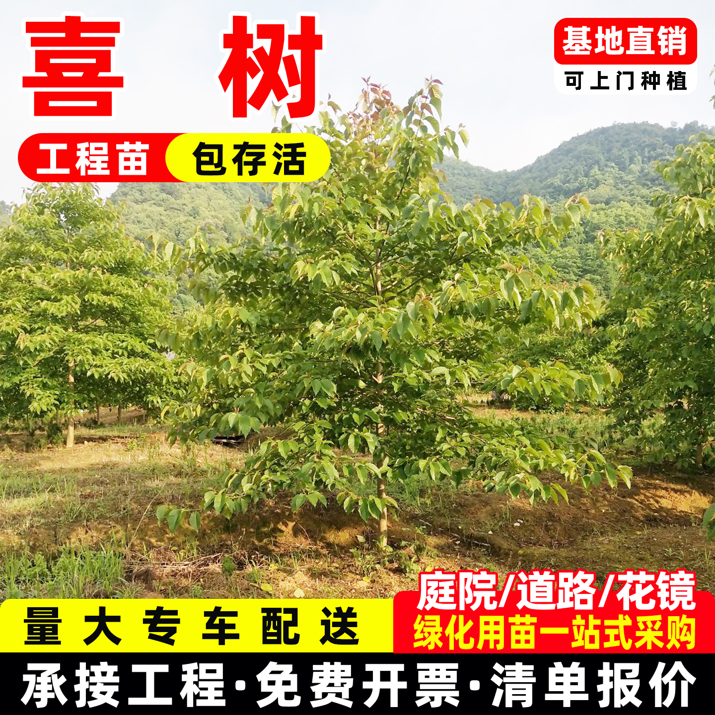 喜树树苗千丈树盆栽地栽道路花坛花镜点缀造景耐寒绿化工程苗木