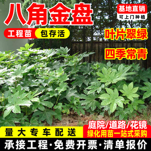 八角金盘苗树苗八爪绿植庭院别墅绿化四季常青盆栽工程苗成都发货