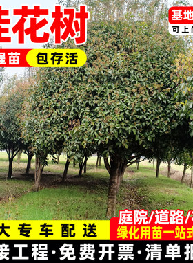 成都精品桂花树小苗大树基地直发
