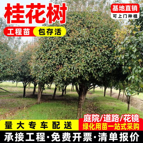 成都精品桂花树小苗大树基地直发