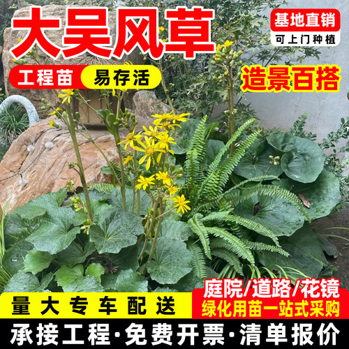 大叶吴风草盆栽花镜植物四季常绿耐寒庭院好养多年生绿植花园造景
