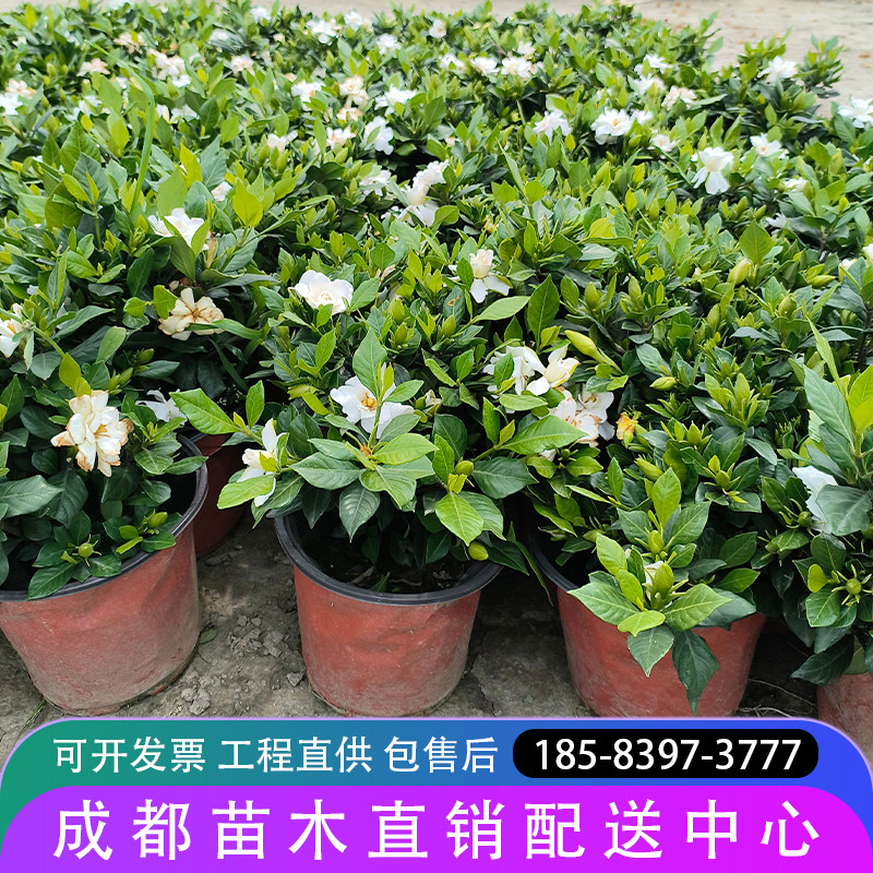 大叶小叶栀子花苗中栀子树苗栀子苗盆栽花香持久基地工程绿植花卉