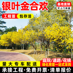 银叶金合欢树苗别墅庭院地栽盆栽耐寒风景行道园林绿化好养活盆景