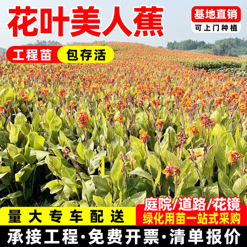 水生夏季开花花叶美人蕉