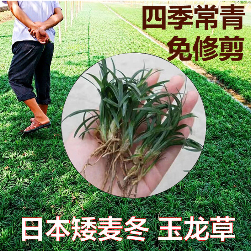 日本矮麦冬草玉龙草苗长细叶麦冬草冬草庭院花园草坪别墅园林绿化