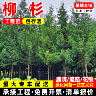 基地直销正宗柳杉树苗高山经济造林苗木常绿冷杉苗南北种植绿化树
