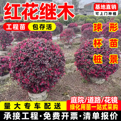 红花继木苗庭院绿植红花木球耐寒好养活四季常绿园林绿化工程苗