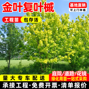 丛生金叶复叶槭园林景观树金叶糖槭绿化风景彩叶行道树桂花树成都