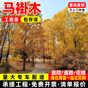 马褂木鹅掌楸树苗庭院室外园林绿化植物工程绿化行道大树耐寒耐旱
