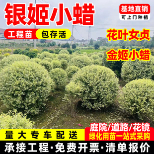 银姬小蜡树苗球庭院别墅花园绿化工程苗耐寒四季常青花叶女贞苗