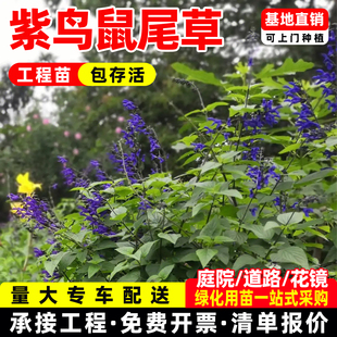 紫鸟鼠尾草盆栽花苗超级一串紫宿根耐热别墅阳台园林庭院花园绿化